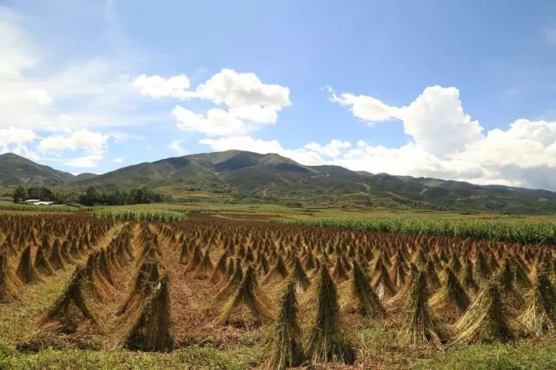 大凉山特产苦荞香茶,大凉山高山黑苦荞茶
