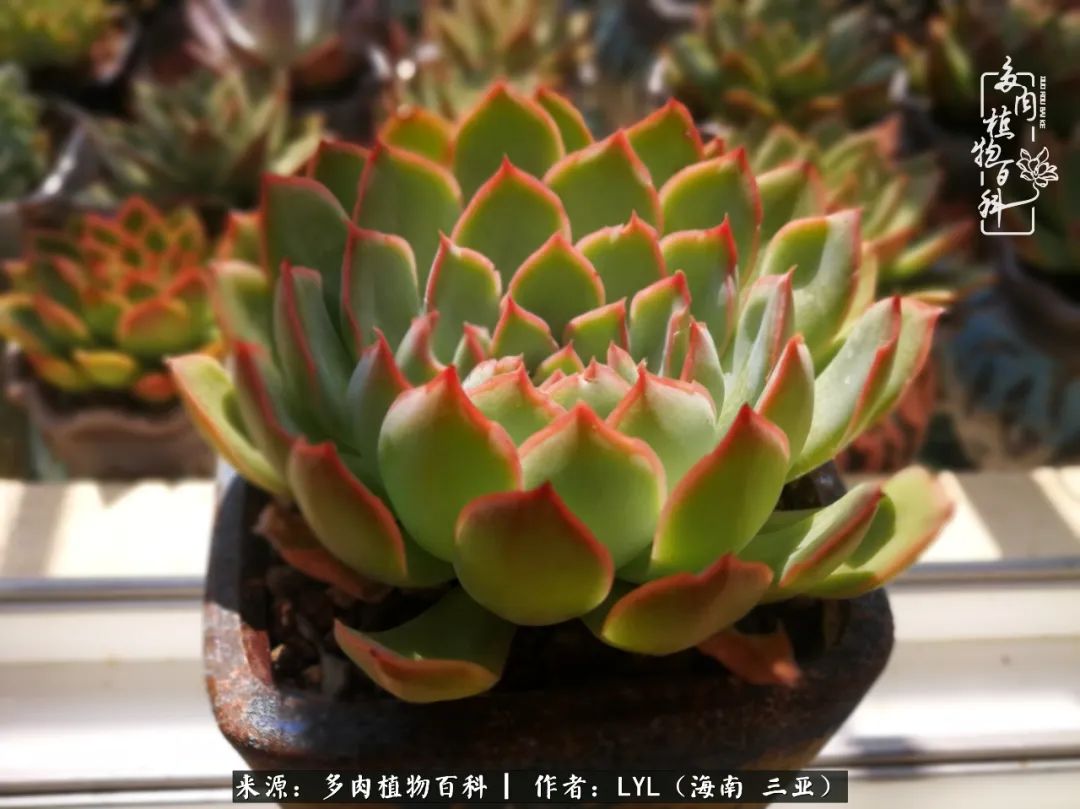 养多肉一年花了3万,养多肉一千多盆