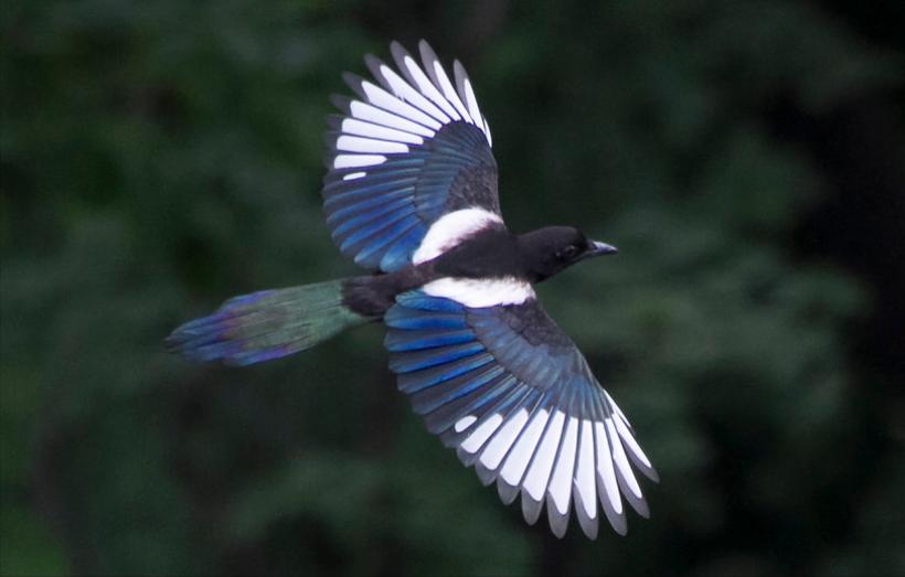 东江揽胜,惠州淡水常见鸟类图谱