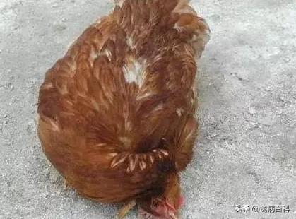 鸡群呼吸道疾病特效药方案大全，鸡群发病，我来帮你解决