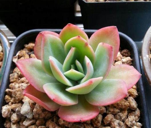 虹之玉多肉叶插成活率高吗,圣诞东云多肉叶插成活率