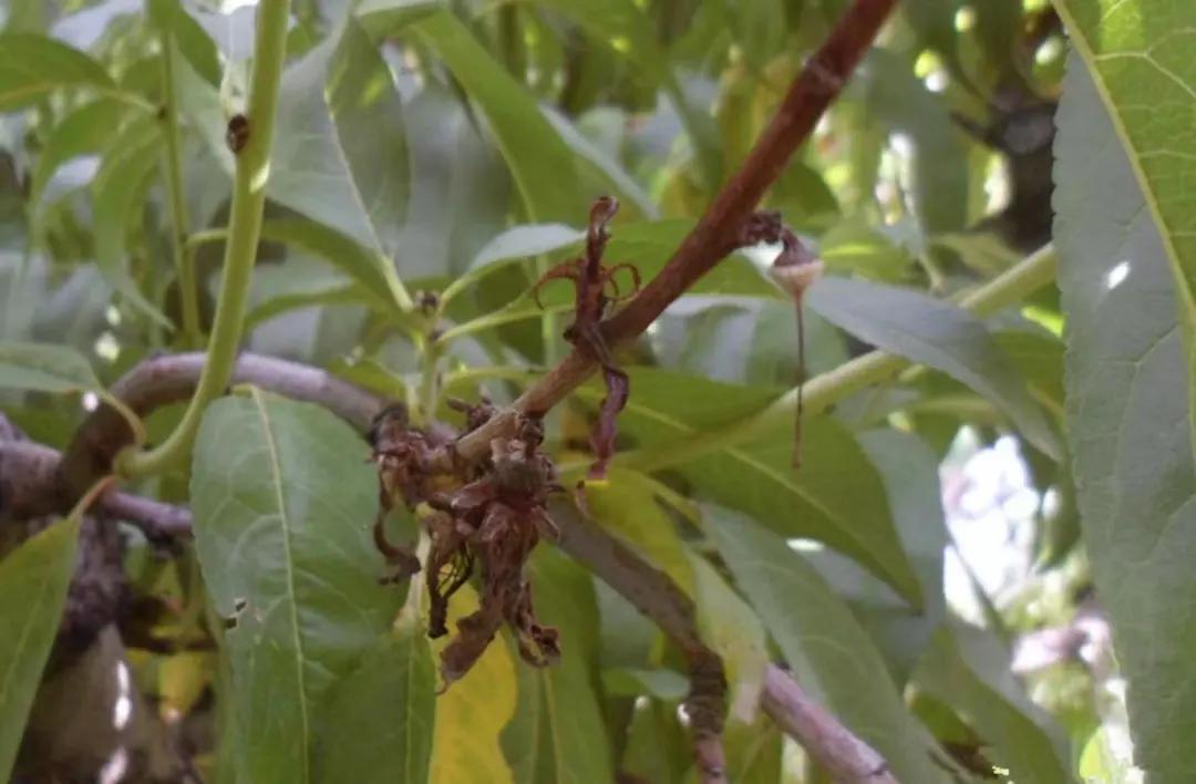 李子高温落果严重怎么办,李子结果后会发黄掉落什么原因