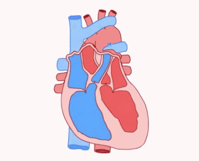 脸上浮肿与心脏有关吗,脸上长斑跟心脏有关系吗