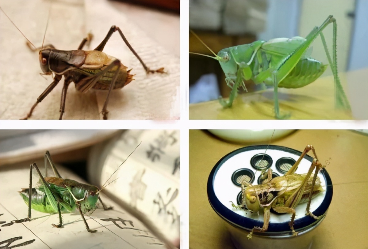 扎嘴鸣虫怎样饲养,吉尔鸣虫如何饲养