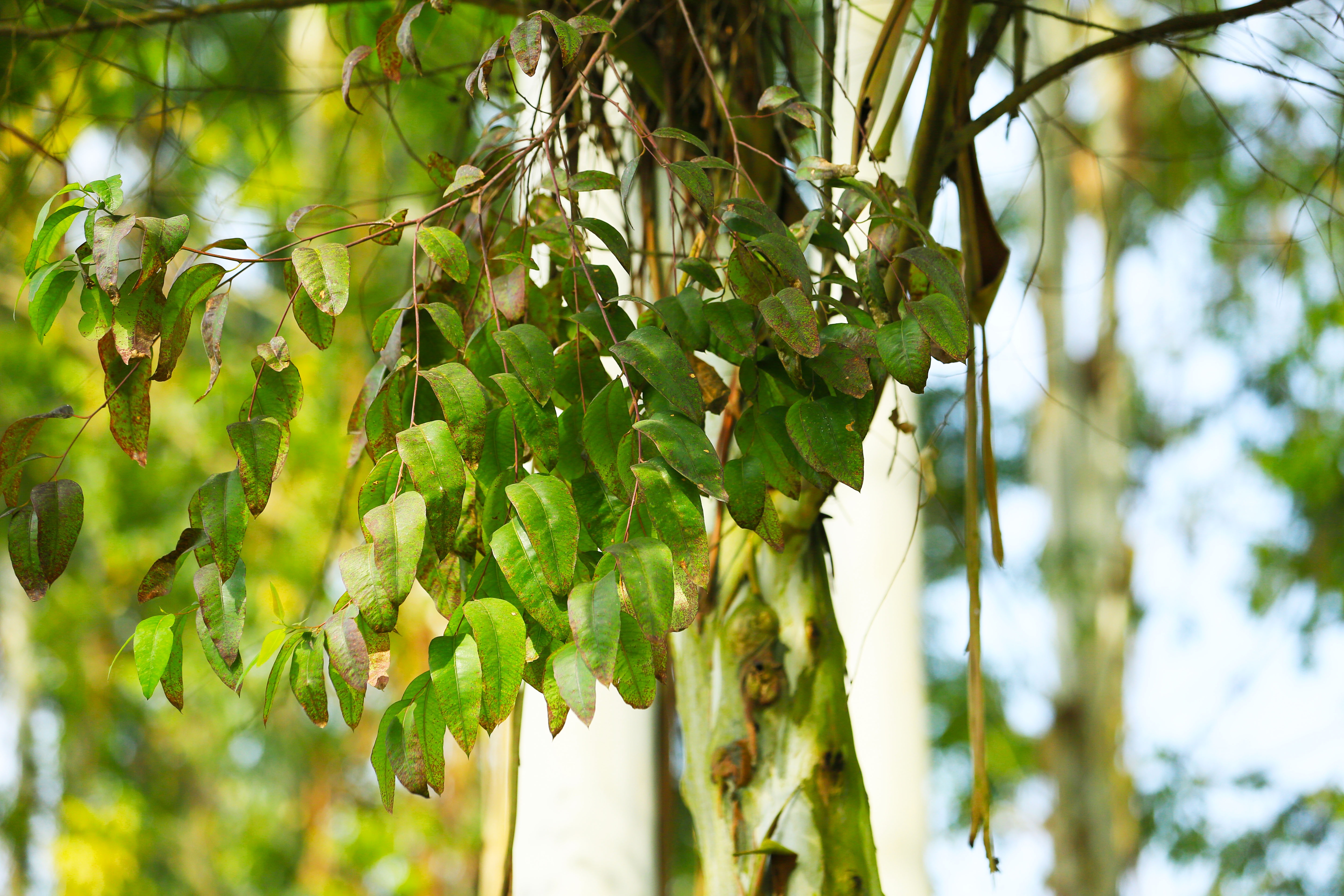 桉树林风景,自然生长的桉树林