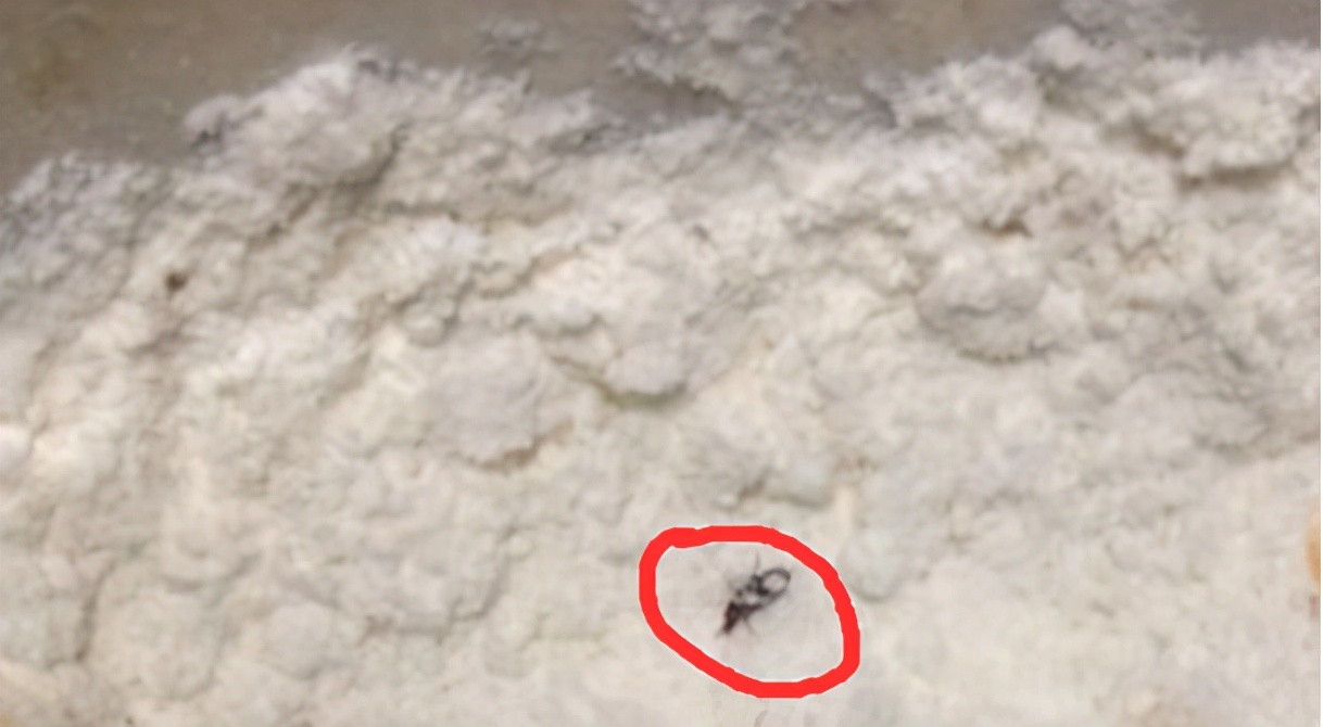 为什么天气热面粉有虫,如果面粉里有虫子该怎么解决