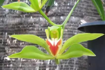 史上最全的兰花鉴赏,兰花品种之精品欣赏