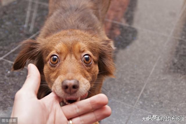 狗狗经常挨打容易出现哪些坏毛病,为什么狗狗挨打不长记性
