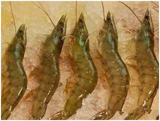 看图识海鲜，这些水产海鲜你都认识吗？