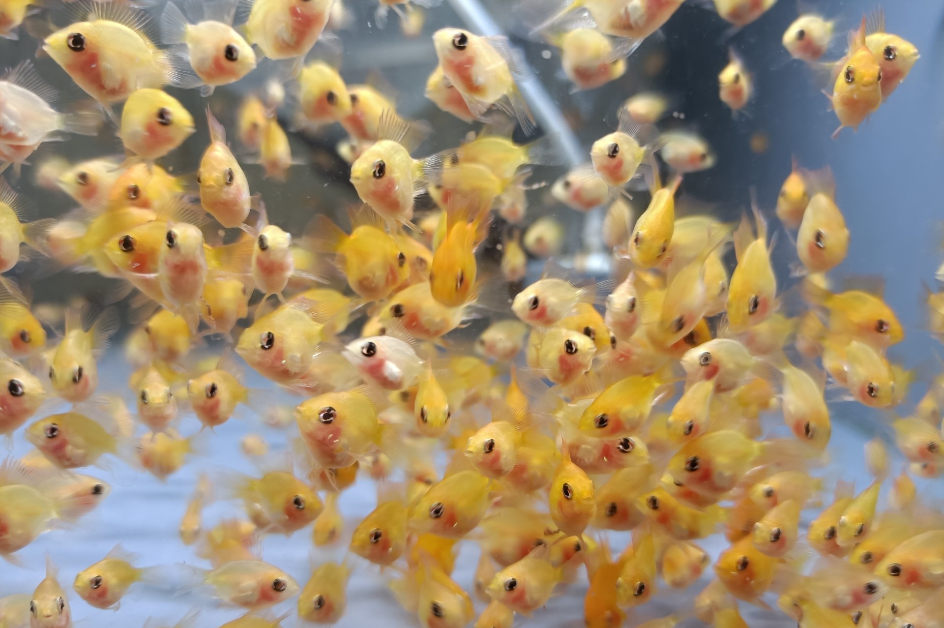 金波子好不好卖,金波子和什么鱼一起养