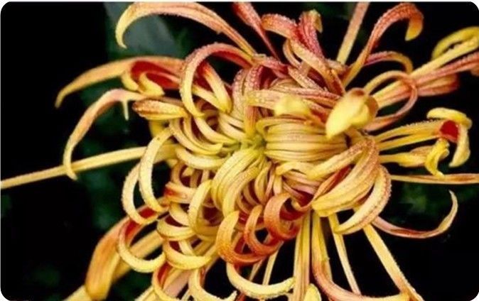 菊花100幅欣赏,菊花的十大绝美诗句