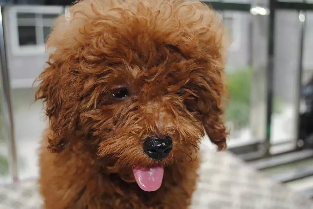 怎样训练泰迪犬不乱叫,怎样训练泰迪犬随行