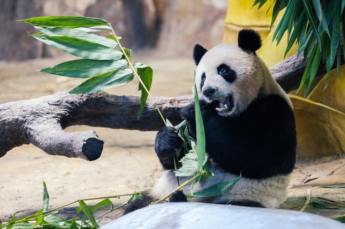 广州长隆园区游玩时间攻略,超详细的广州长隆游玩攻略