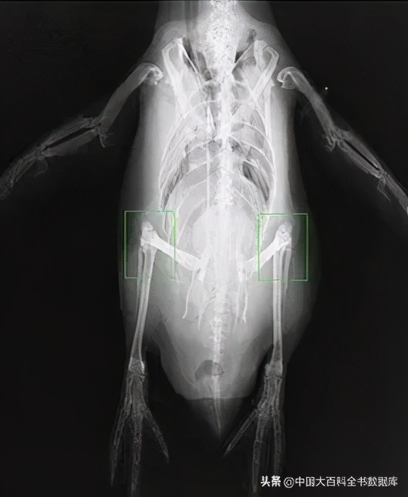 为什么企鹅摇摇摆摆走路,企鹅两条腿走路进化史