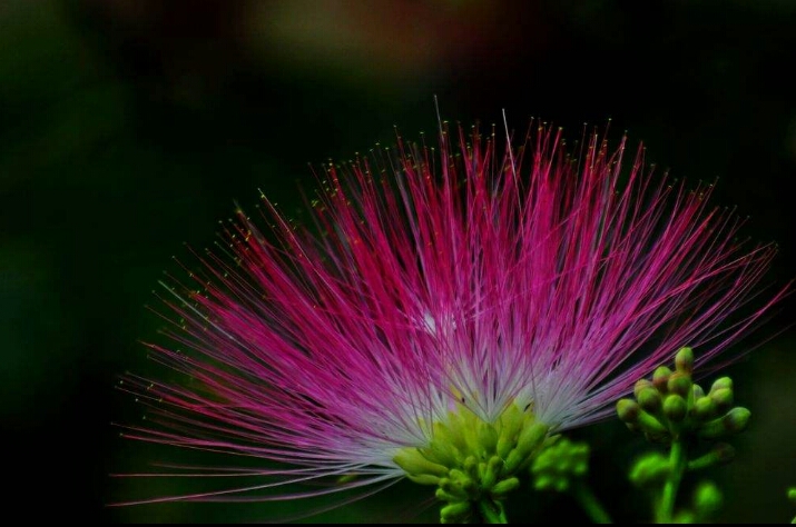 *欢合**花：花美叶美、有色有香的*欢合**花，管理与栽培