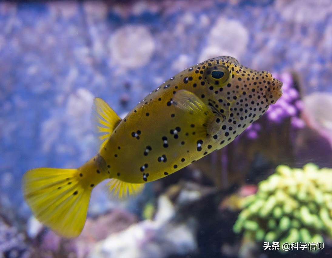 河豚有多美味拼死吃河豚值得吗,现在河豚的毒素还有解药吗