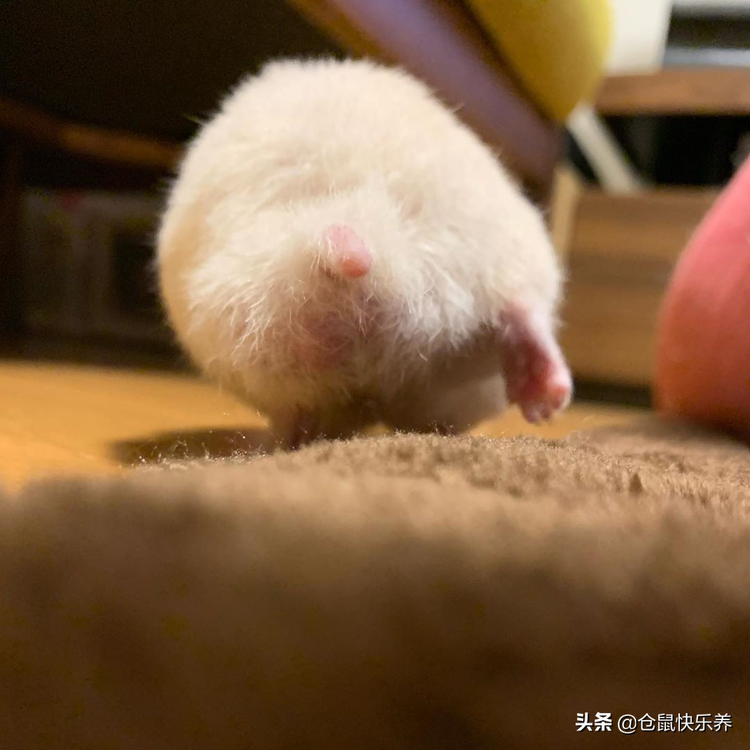 仓鼠幼鼠不爱运动,仓鼠有点不太精神不爱运动变瘦了