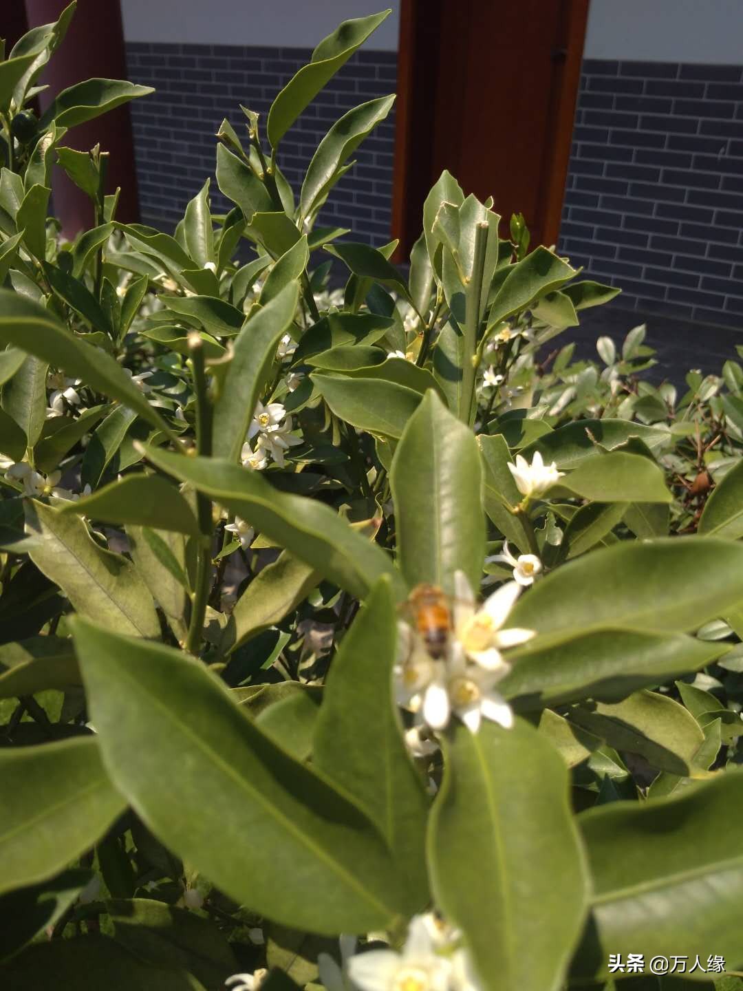 你知道蜜蜂一生要经历几个过程吗,蜜蜂的一生都在干些什么