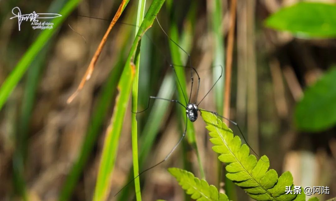 我的昆虫记封面,我的昆虫记作文300字
