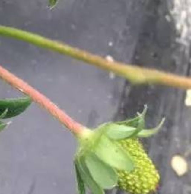 种草莓几点打灰霉病药,草莓灰霉病的发病过程及防治技巧