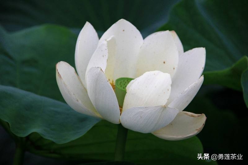 古今贤文劝学篇朗读,古今贤文增广贤文全文解读