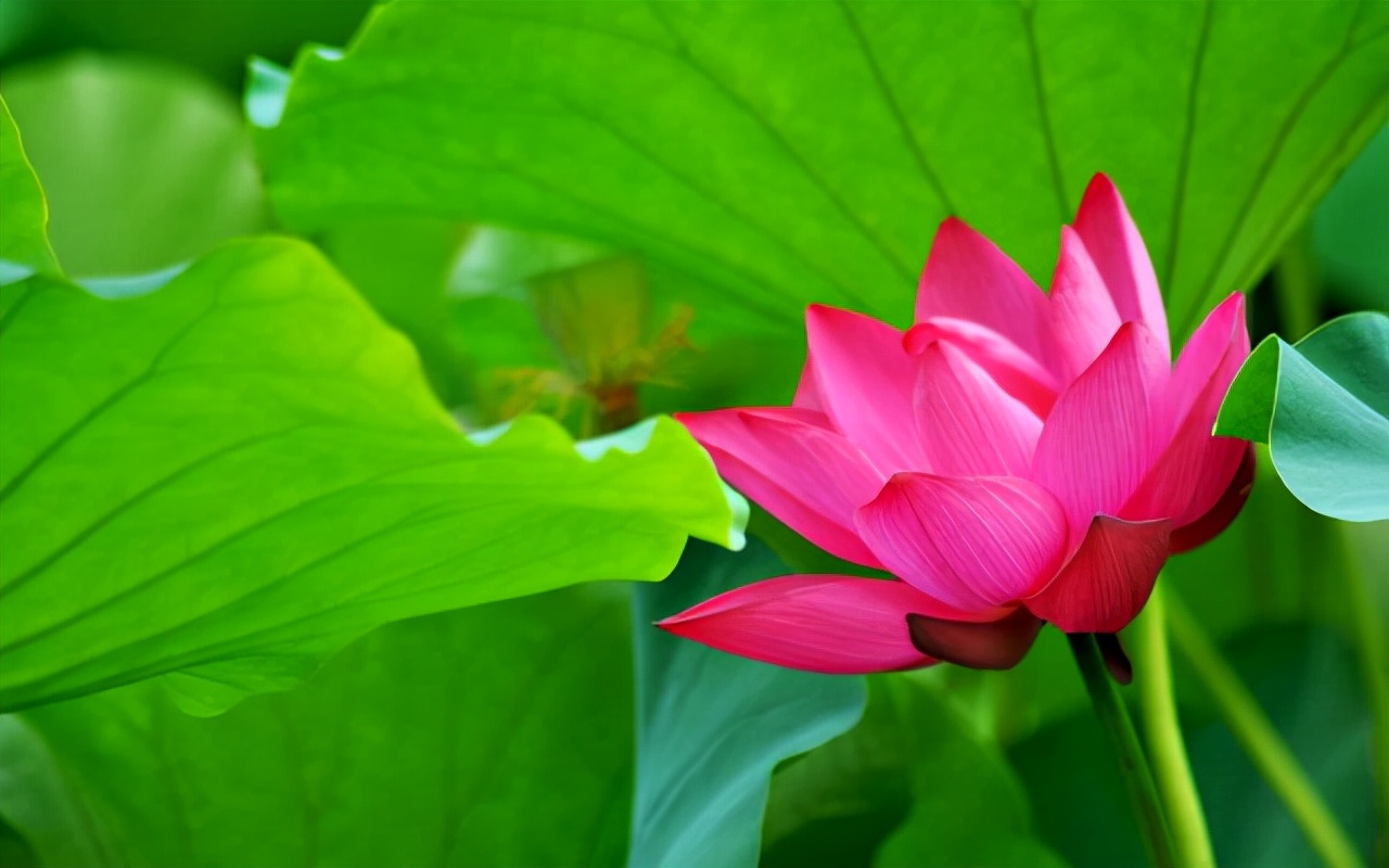 蓟类植物是靠风传播的种子吗,除了蒲公英还有什么靠风传播种子