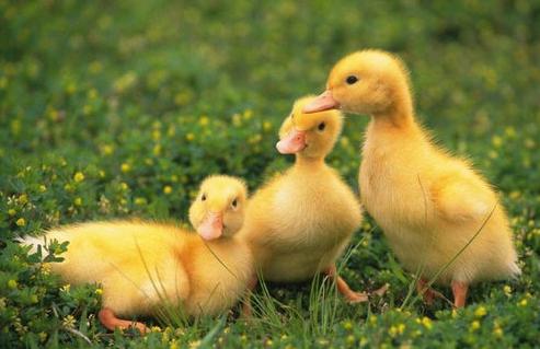 鸭体内有何寄生虫怎么防治,鸭大肠杆菌的防治方法