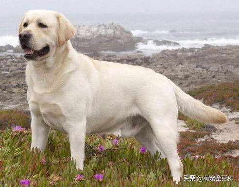 少喂一口狗狗它就可以多活几年,什么狗不挑食会守家对主人忠诚