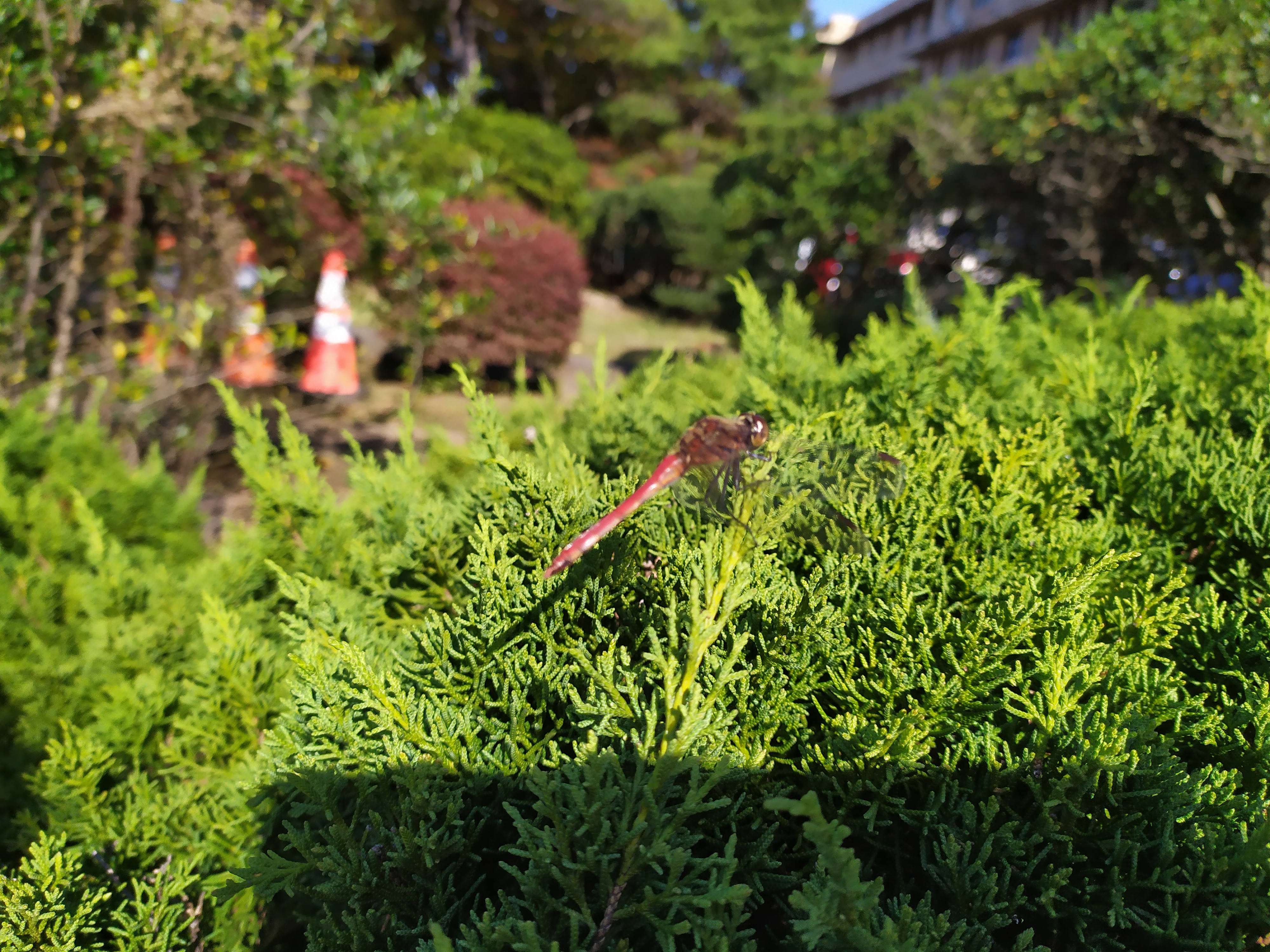 猩红的蜻蜓，隐形的翅膀