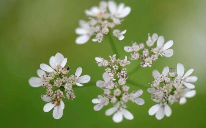 阳春三月看杨花,阳春三月看花香