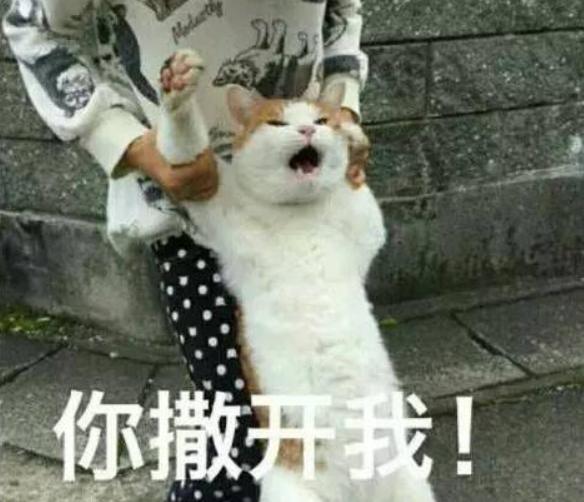 夏天猫咪怎么度过的,夏天猫咪怎么避暑旅游