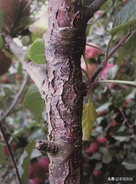 苹果腐烂病或根腐病怎么治,苹果干腐病最佳防治方法