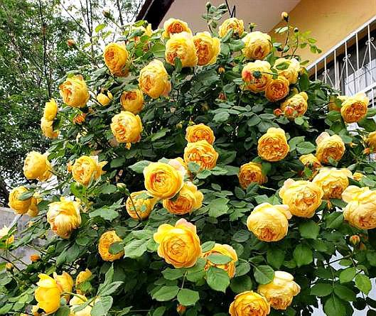 扦插月季花最好的办法,月季花怎样扦插才能提高成活