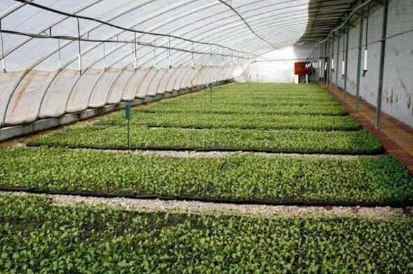 定植后蔬菜管理技巧,如何掌握蔬菜的定植期