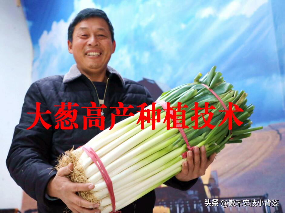秋季大葱的种植方法和时间,大葱种植技术如何管理