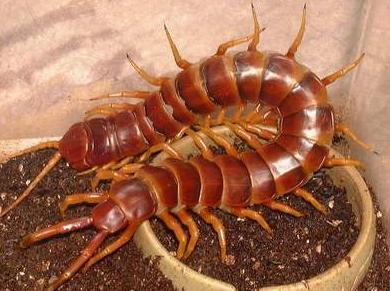 亚马逊森林陆地十大危险巨型动物,真实的亚马逊原始森林大型动物