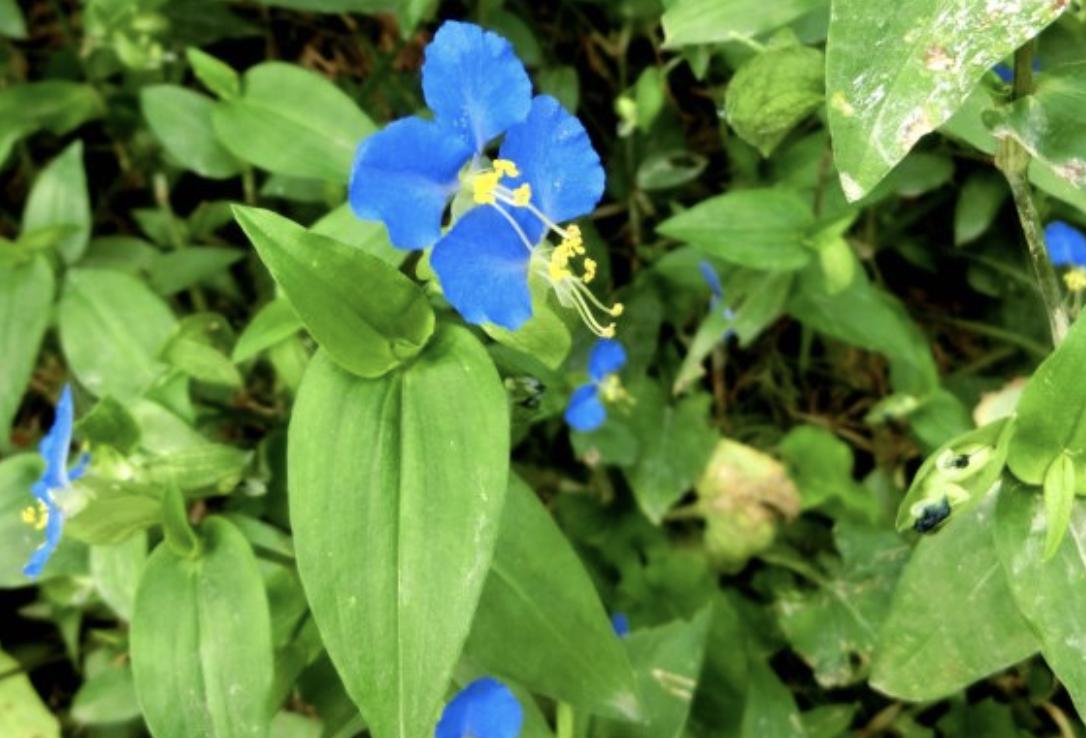 野外的1种杂草,一种野草地下有黑色果子