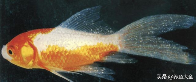 疾病小课堂第二弹——观赏鱼疾病