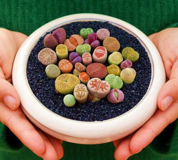 多肉的100个常见品种,10种公认的多肉