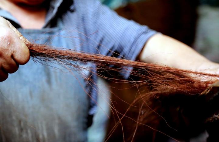 俗话说；“千棵棕万棵桐，子子孙孙都不穷”，为什么这样说？