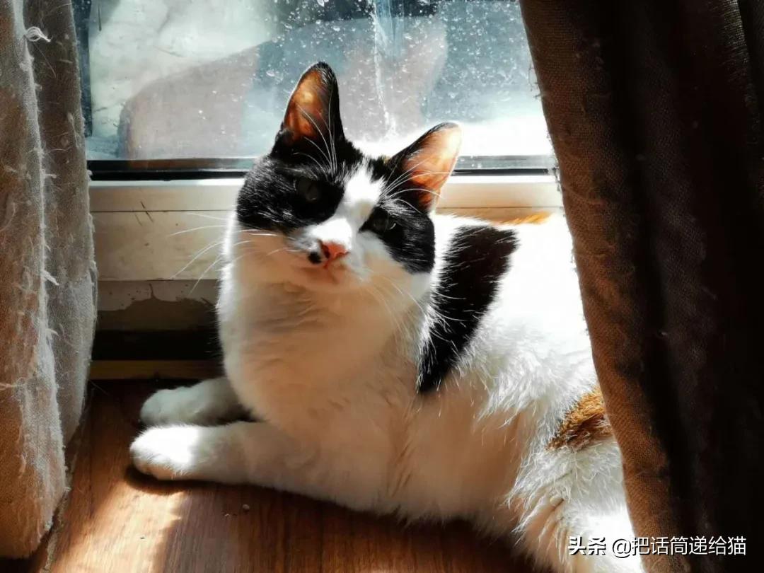 求助！我的猫以为自己是我妈怎么办？