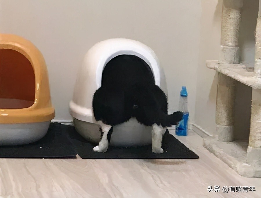 猫咪拉屎姿势好笑,猫咪拉屎搞笑表情
