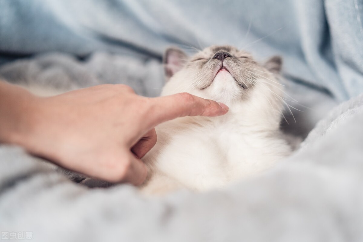 新手养小猫要注意什么,新手养猫还是养狗好一点