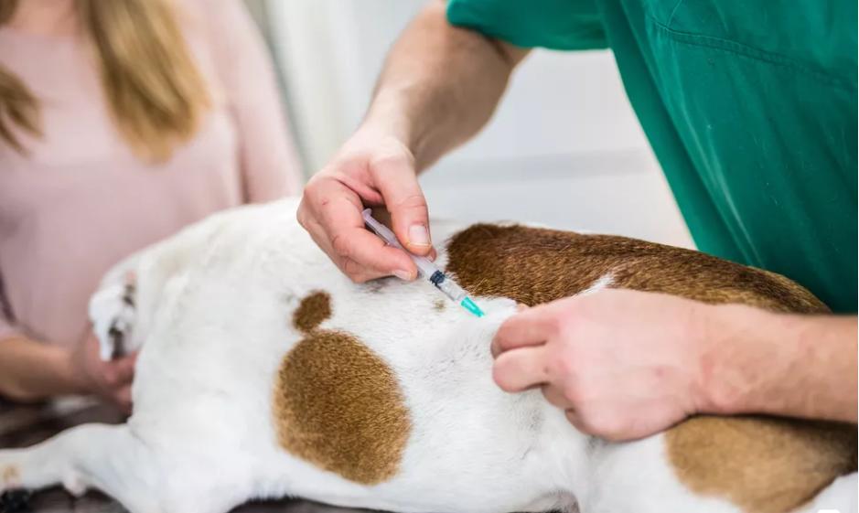 狗狗打了疫苗伤了人要打疫苗吗,狗狗疫苗都打哪些