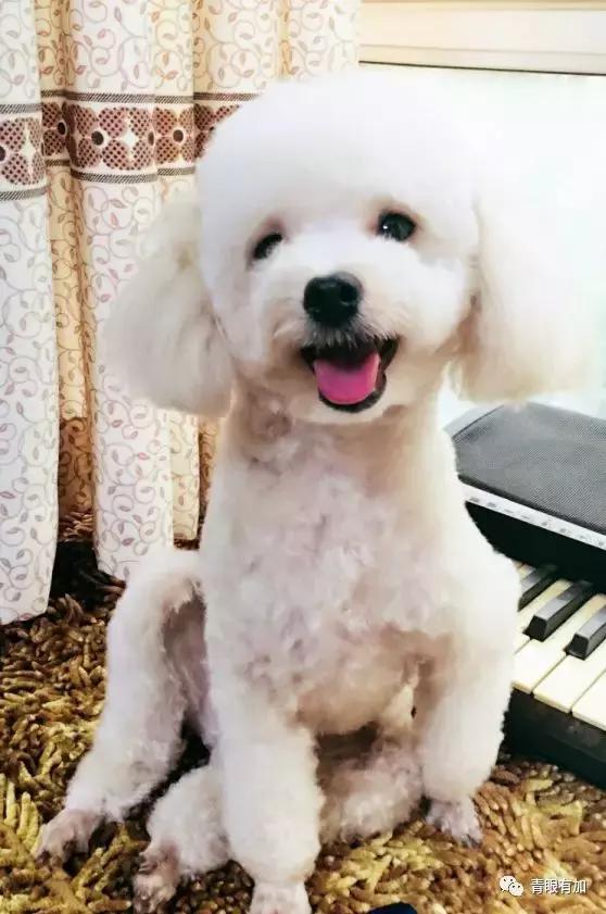 鱼丸小姐的狗年狗事儿︱青眼有加