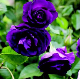 英玫、法玫、日月，这些欧月品种都来自欧洲吗？