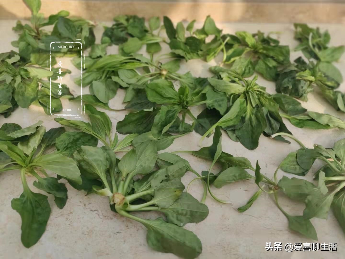 车前草新鲜,哪个季节的车前草泡水喝最好