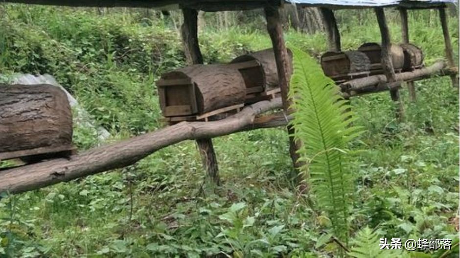 李时珍说蜂蜜,李时珍记载蜂蜜