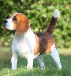 世上最罕见的狗品种图片,全世界狗品种视频