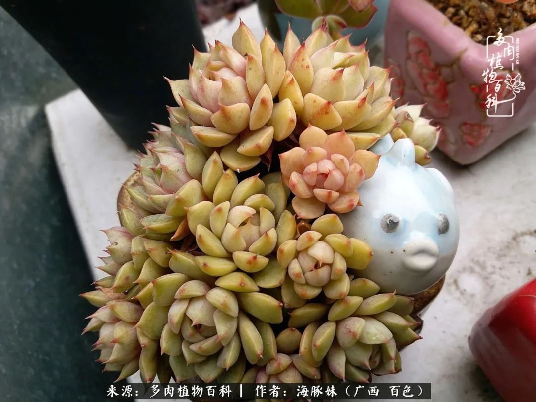 七月的雨,八月的风,多肉植物,我还是喜欢你